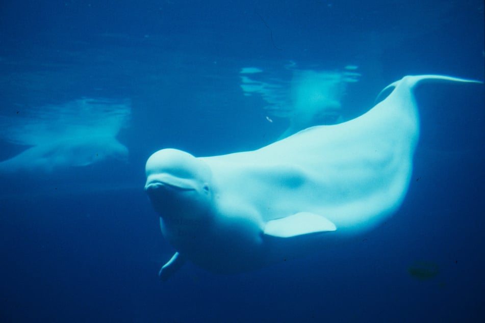 In den Flensburger Förden wurde ein Belugawal gesichtet. Was den Meeressäuger wohl an die Ostseeküste treibt? (Symbolfoto)