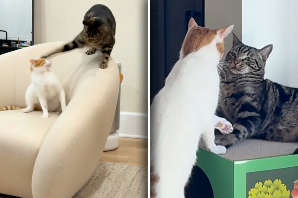 Princess (die Katze mit dem nahezu weißen Fell) und Kater Chase schenken sich zu Beginn des Videos nichts, teilen beide kräftig Hiebe aus.