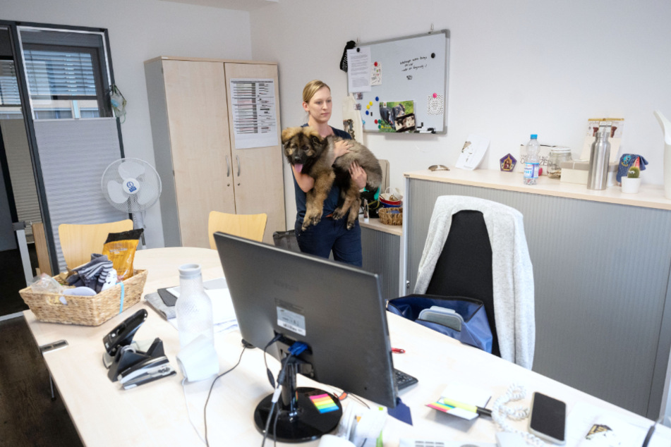 Sabine Kubinski, Mitarbeiterin der Bewährungshilfe Stuttgart e.V., trägt Schäferhund-Welpe "Al Capone" auf seinen Platz in Kubinskis Büro.