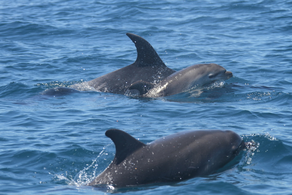 Studie entdeckt: Delfine erkennen sich am Geschmack ihres Urins wieder