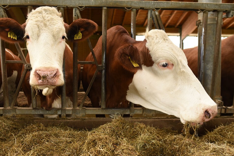 Rind in Sachsen betroffen: Tierseuche nach 16 Jahren wieder ausgebrochen