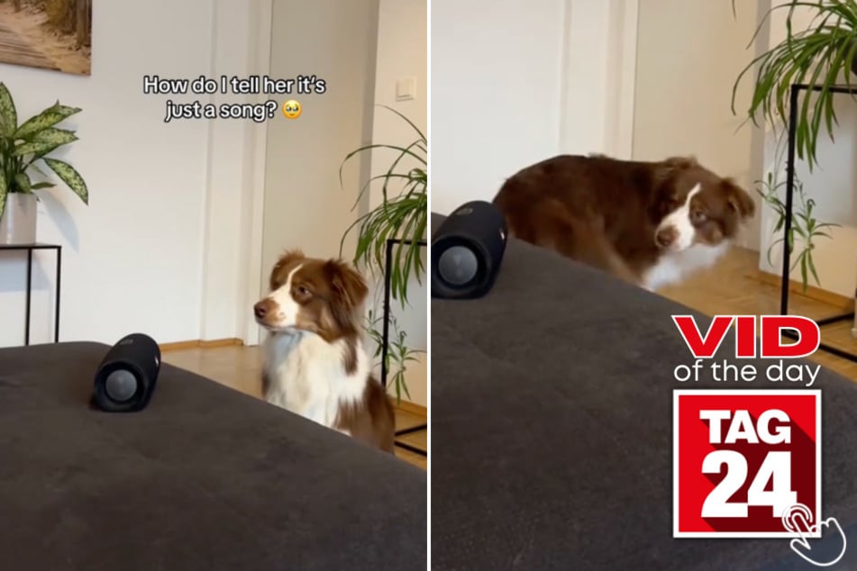 Today's Viral Video of the Day features an adorable dog that cracked up TikTok viewers by spinning to Total Eclipse of the Heart.