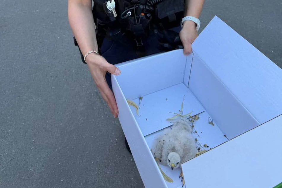 Nach aktuellem Stand hat das Küken sehr gute Chancen zu überleben.