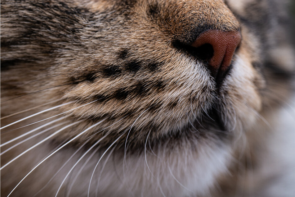 If your cat starts losing whiskers, it might be time for a vet visit.