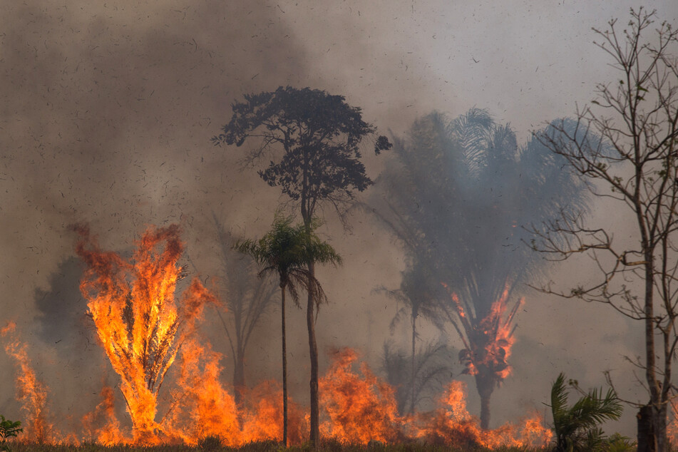 Ein Waldstück im Amazonas-Gebiet steht in Flammen.