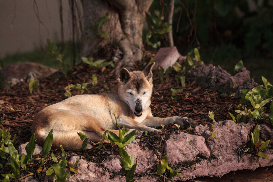 New Guinea singing dogs take their name from the noise they make.