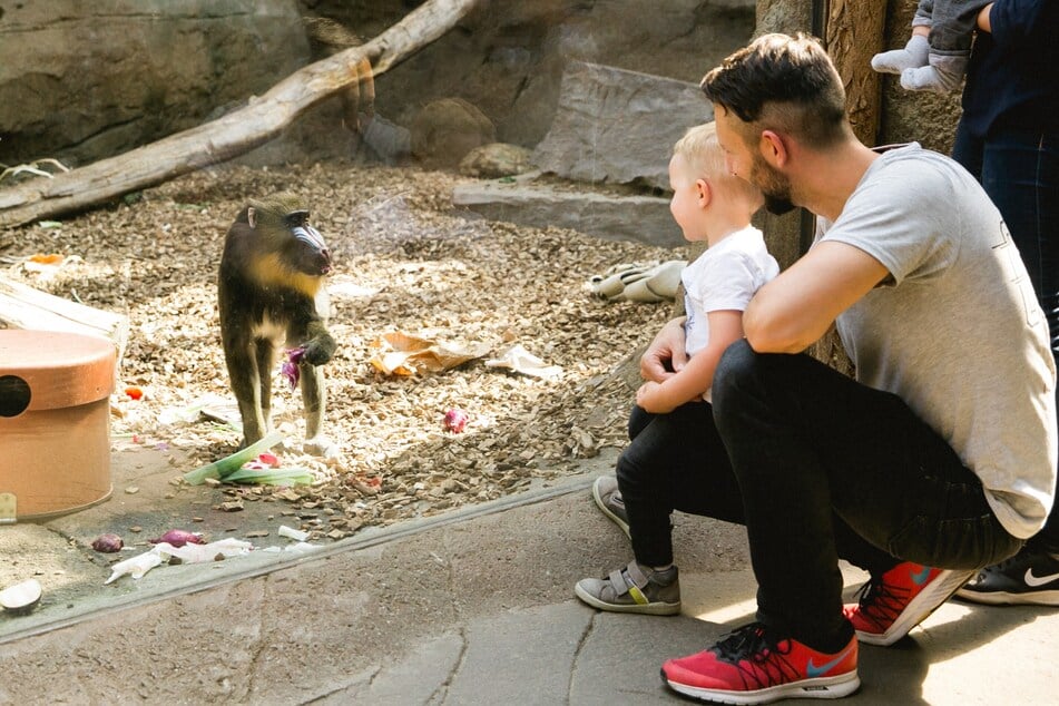 Die Affen im Dresdner Zoo sind stets für eine kleine Frechheit zu haben.