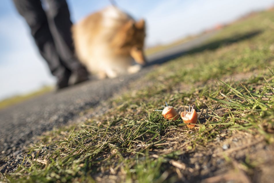 Passt auf Eure Hunde auf! Köder mit Reißzwecken auf Elbwiesen ausgelegt