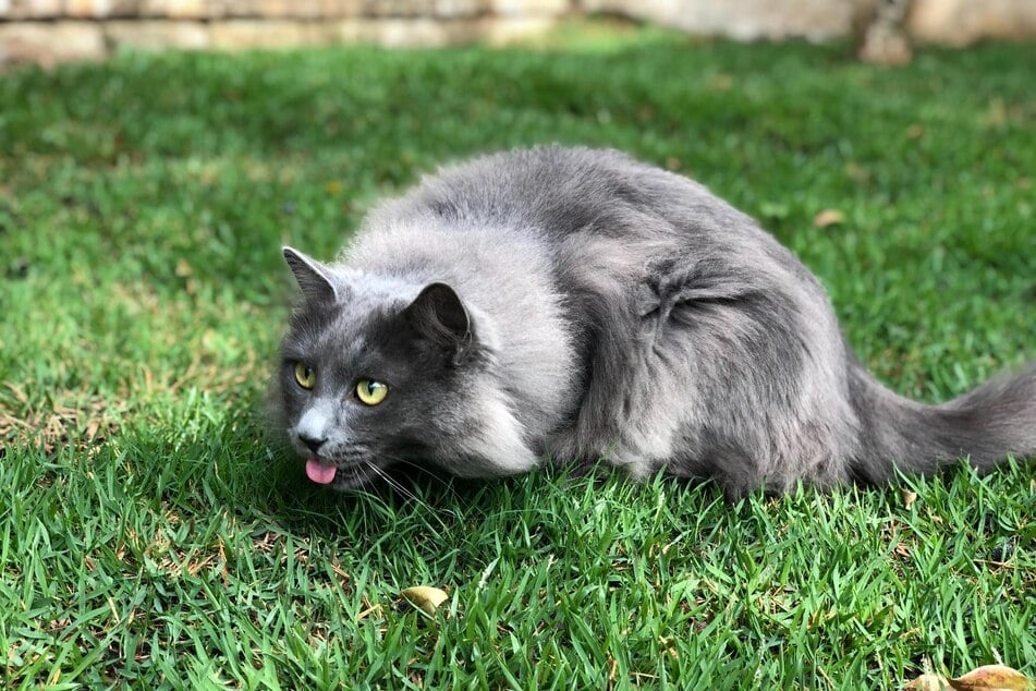 Most cats intuitively know how much and what grass to eat.