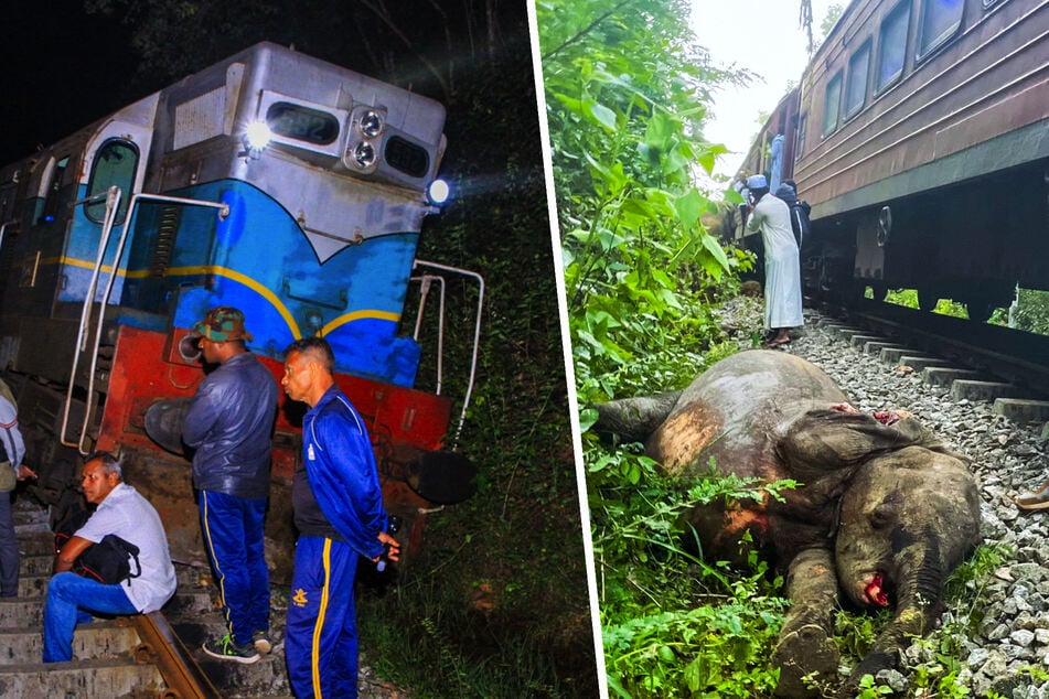 Una familia de elefantes cruza las vías del tren: Sólo sobreviven dos