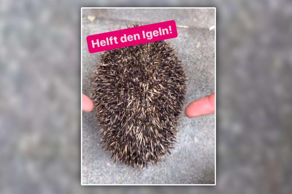 Bei Instagram zeigten die Tierretter die eingefallenen Flanken des Igels.