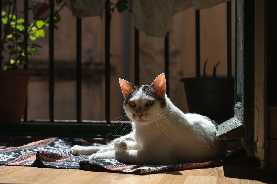 Nach der Insektenjagd bevorzugen Katzen ein schattiges Plätzchen an der frischen Luft auf dem Balkon, um zu schlafen und ihre Energie aufzutanken.