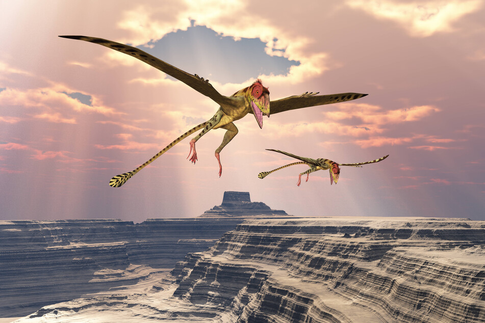 Kevin Petersen's discovery has revealed a whole new species of flying dinosaur.