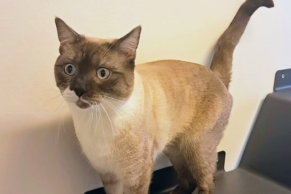 Jasper je aktivní kocour, který je třeba řádně zabavit.