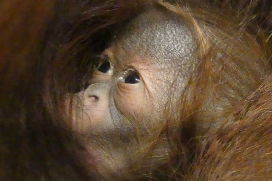 So heißt das niedliche Orang-Utan-Baby aus dem Rostocker Zoo