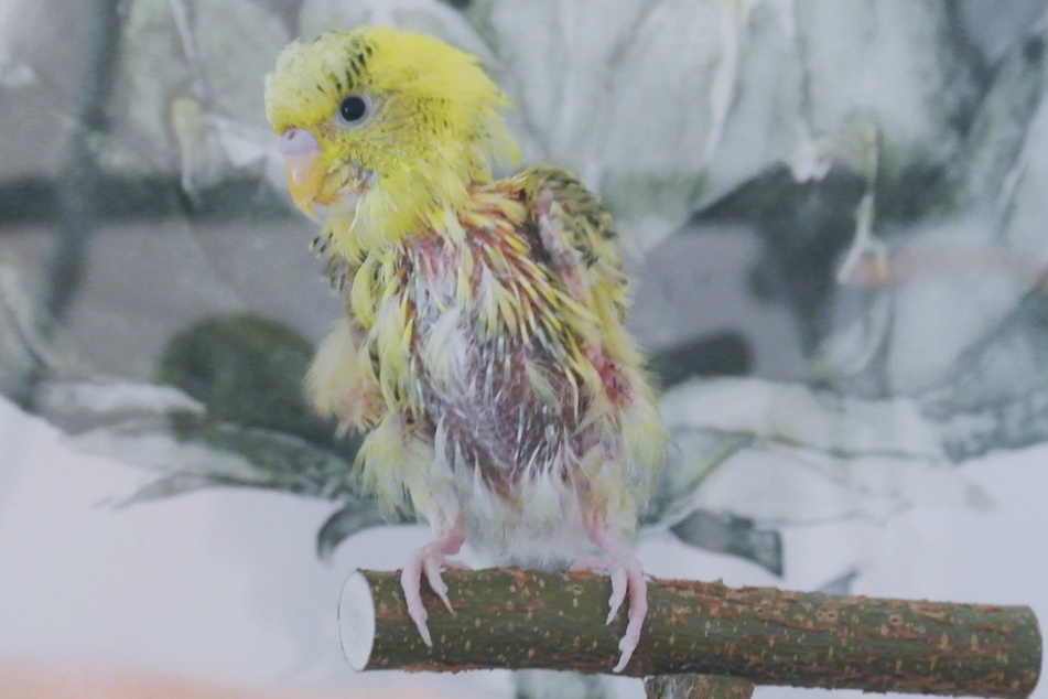 Vor allem Lexi bereitet den Tierschützern aktuell wegen seiner nicht vorhandenen Federn Sorgen.