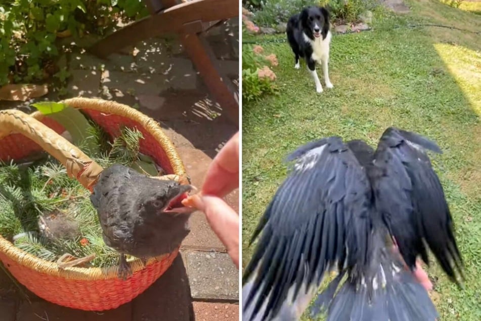 The dog owner raised the little crow by hand and even taught it to fly. Meeko was there right from the start, of course.