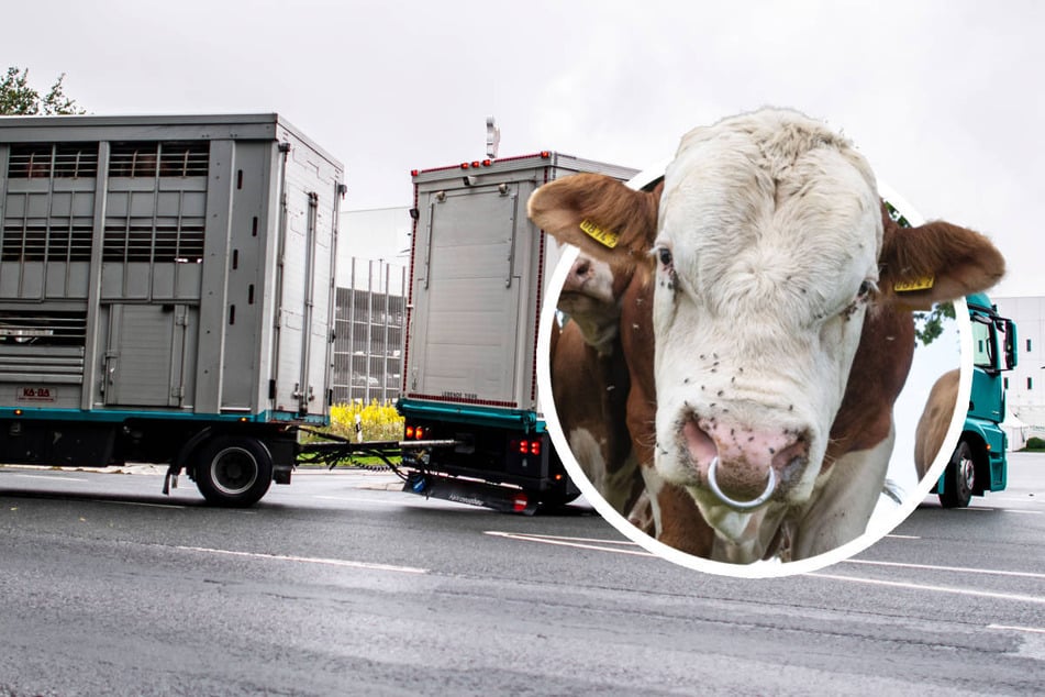 "Bitte nicht nähern": Entlaufene Bullen halten Polizei auf Trab