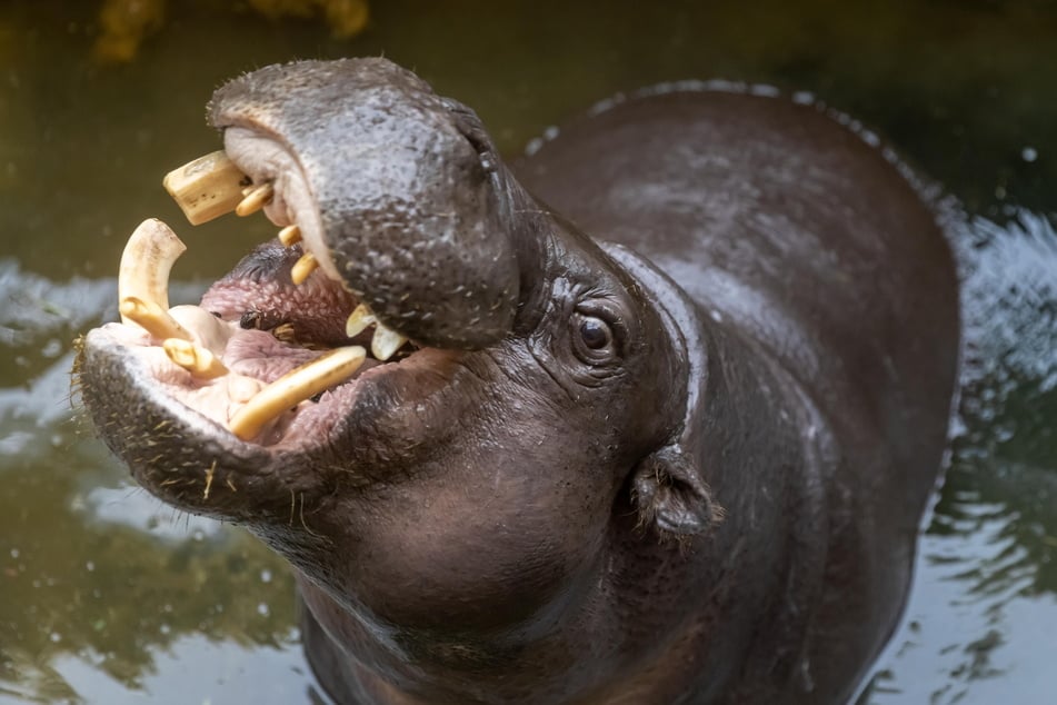 Auch dieses Zwergflusspferd freut sich auf Besucher im Tierpark in Chemnitz.