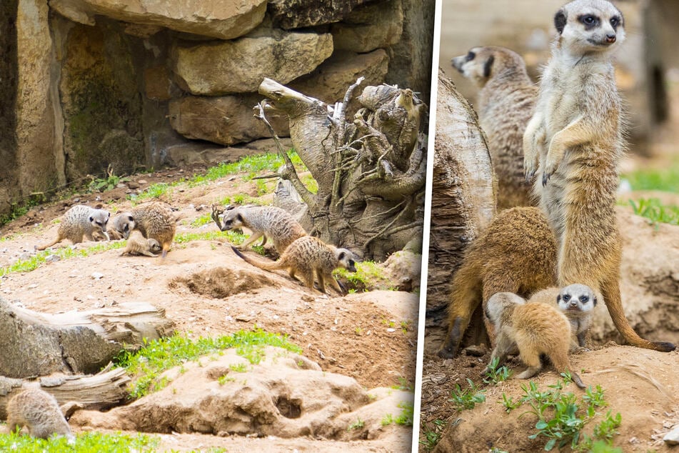 Süßer Nachwuchs im Zoo: "Wilde Hilde" ist schon wieder Mama