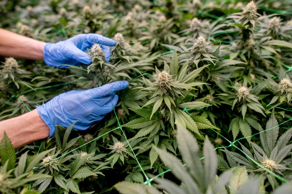 Die Polizei entdeckte in mehreren NRW-Städten illegale Cannabis-Plantagen mit tausenden Pflanzen. (Symbolbild)