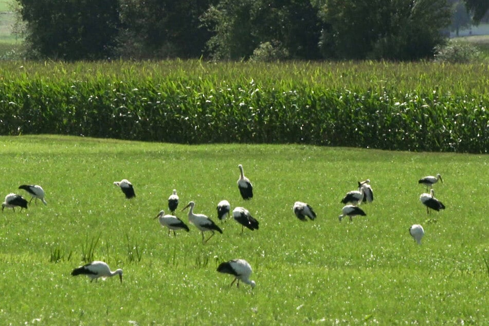 Störche haben sich auf Nahrungssuche nahe dem Ortsteil Mindersdorf am Bodensee niedergelassen.