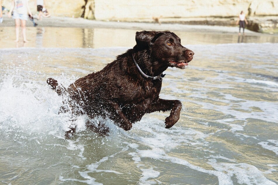 Am Berzdorfer See dürfen nur an den Hundeständen ins Wasser. (Symbolbild)