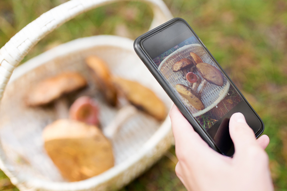 Ein geladenes Handy hilft nicht nur beim Pilze identifizieren, sondern auch bei der Suche nach dem Rückweg.
