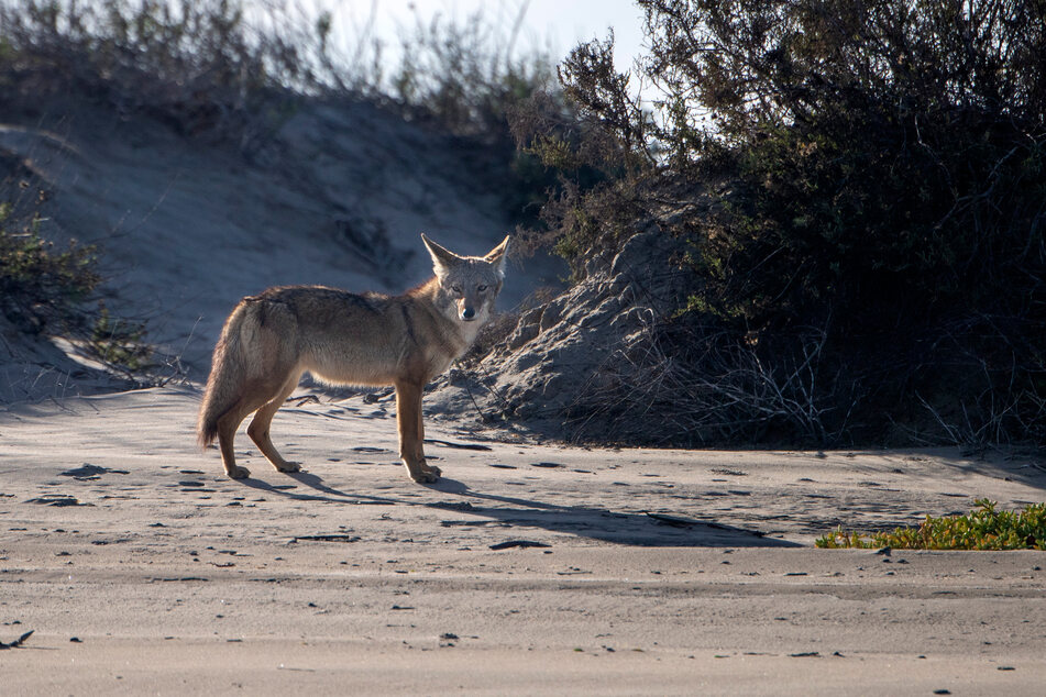 A coyote pictured in Baja California Sur.