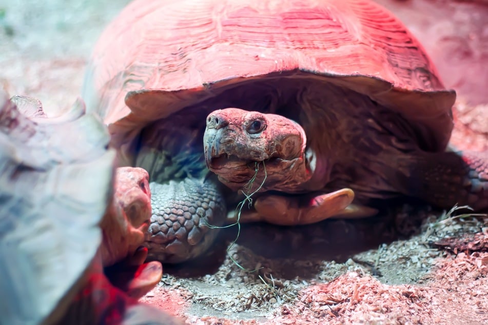 Nach der wochen- bis monatelangen Winterruhe kommen Schildkröten nur langsam wieder in Schwung.