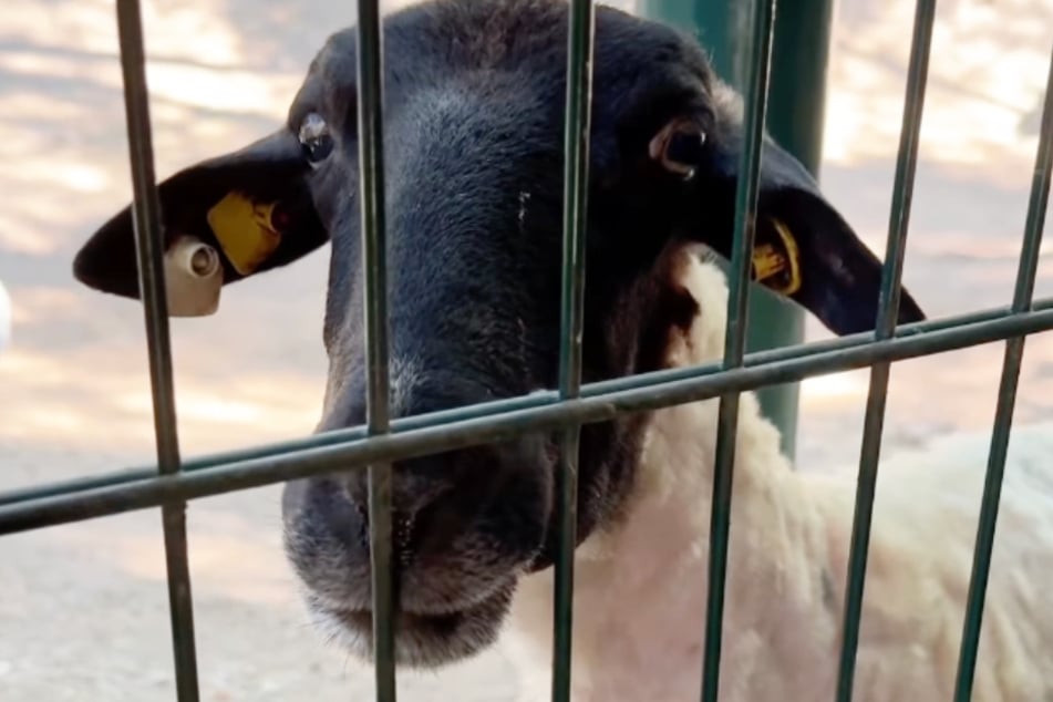 Das Tierheim Bergheim hält bereits mehrere Bauernhoftiere - nun kamen drei weitere Schafe dazu.