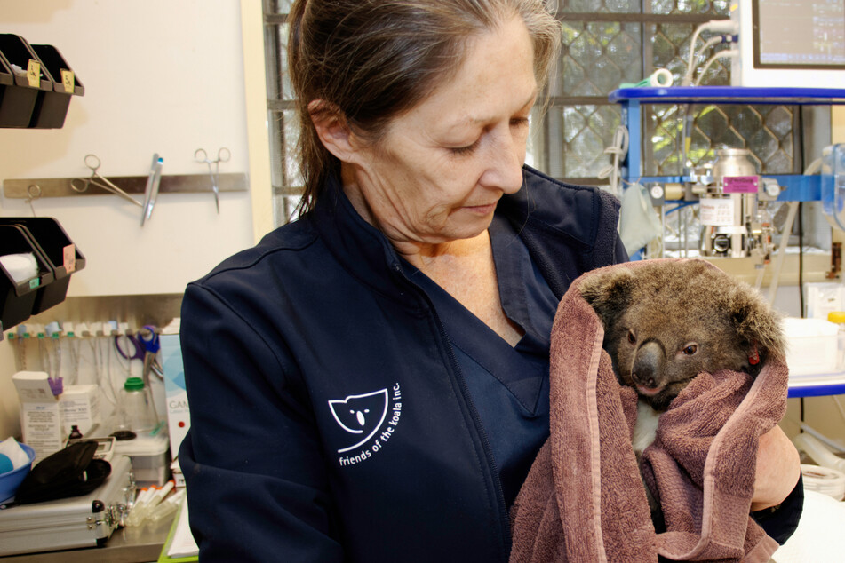 Aus den Fluten gerettet: Koala-Waise Gulliver reist in die Freiheit
