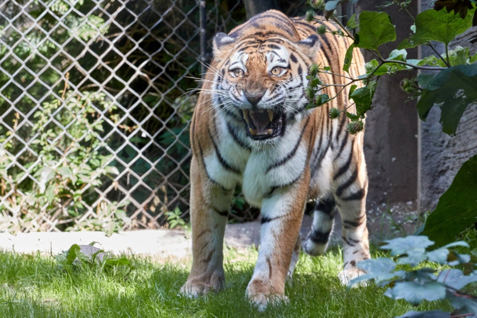 Maruschka lebte zwölf Jahre in dem Hamburger Zoo und brachte insgesamt sechs Jungtiere zur Welt. (Archivfoto)