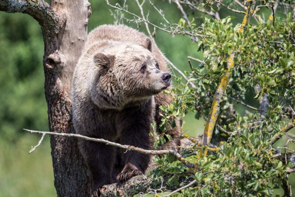 Dass Bären Bayern durchstreifen ist nicht ungewöhnlich. Meist sind es junge männliche Tiere auf der Suche nach einen Partnerin.