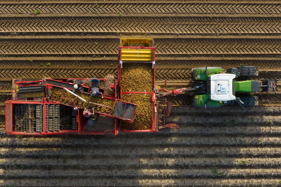 Ein Landwirt in Niedersachsen erntet Kartoffeln auf einem Feld.