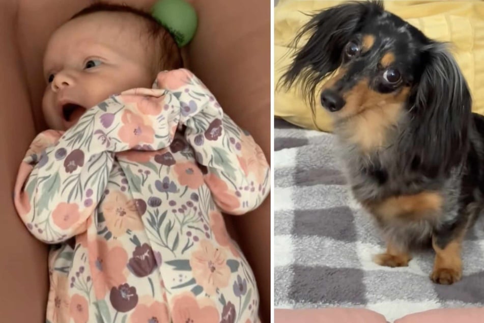 In the viral video, you can see how the little dog desperately tries to encourage the newborn to play with her.