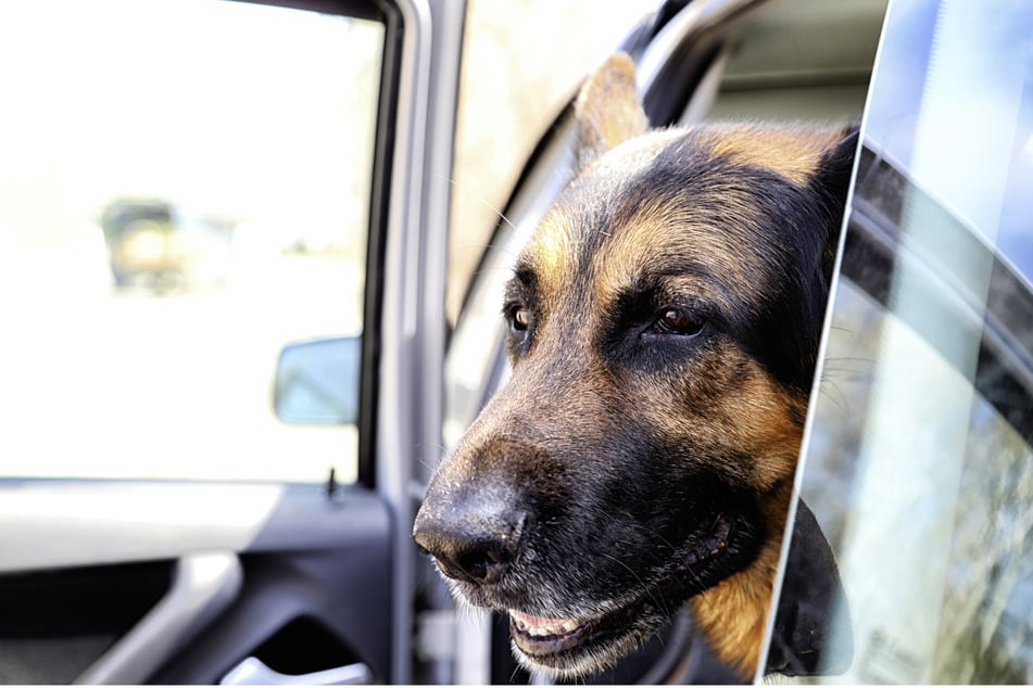 Bei hohen Außentemperaturen wurde eine defekte Klimaanlage für acht Polizeihunde zum Verhängnis. (Symbolbild)