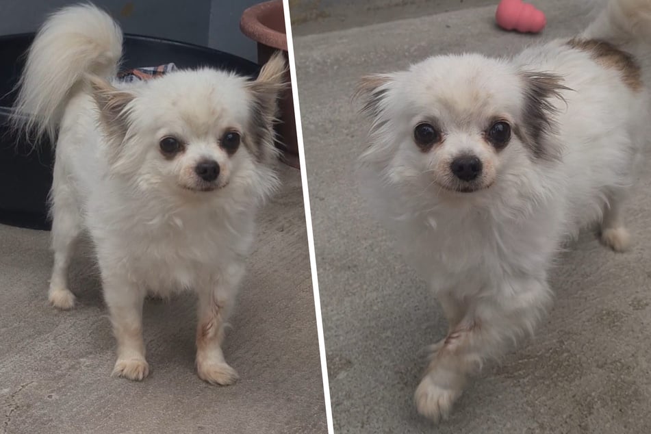 Chihuahua-Rüde Chicco ist am 21. April 2015 geboren und damit zehn Jahre alt.