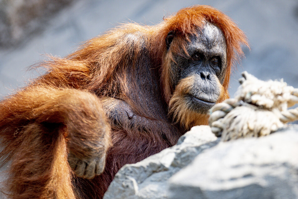 Die Orang-Utan-Dame Bella sitzt in ihrem Gehege im Tierpark Hagenbeck.