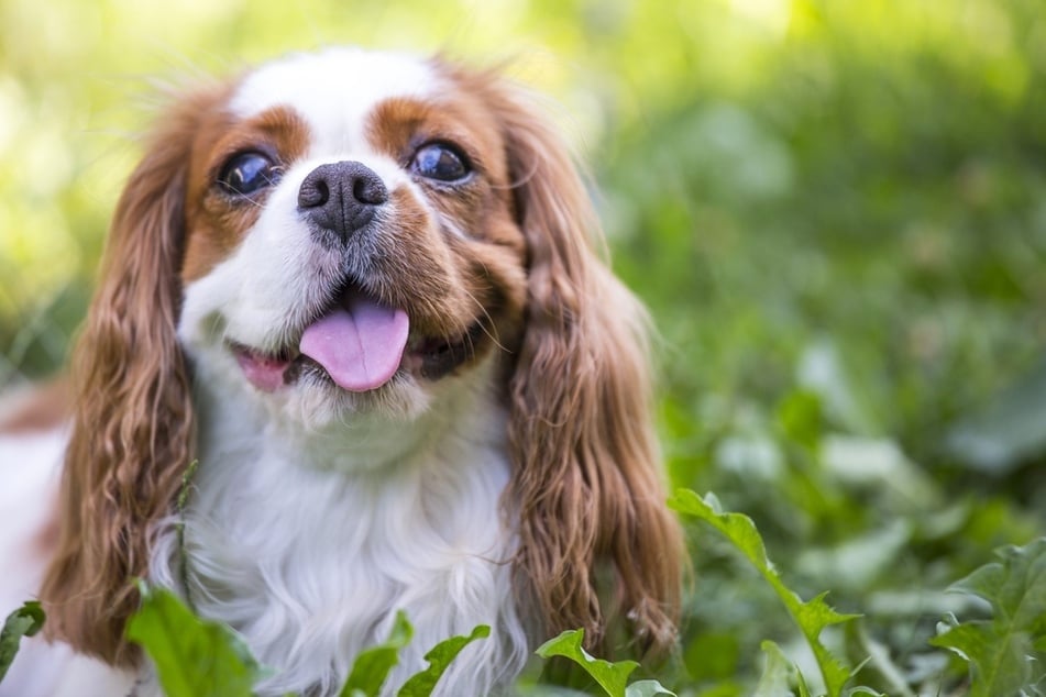 Few dogs are sweeter and cuddlier than the Cavalier King Charles spaniel.