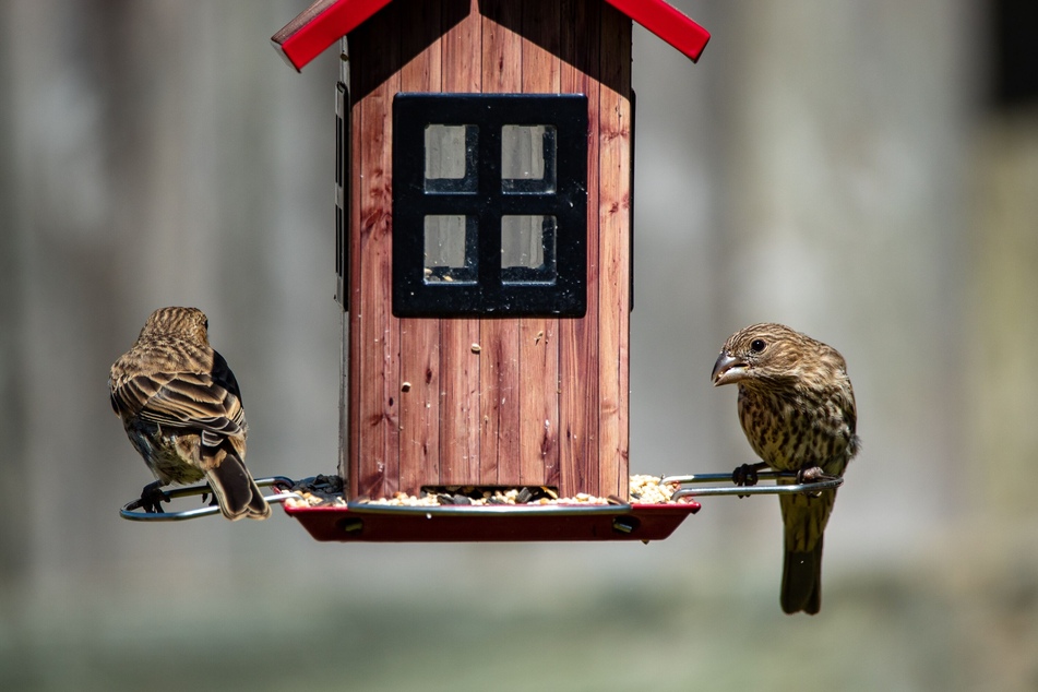 Mit einem Vogelfutterhaus hilft man Vögeln durch den Winter.