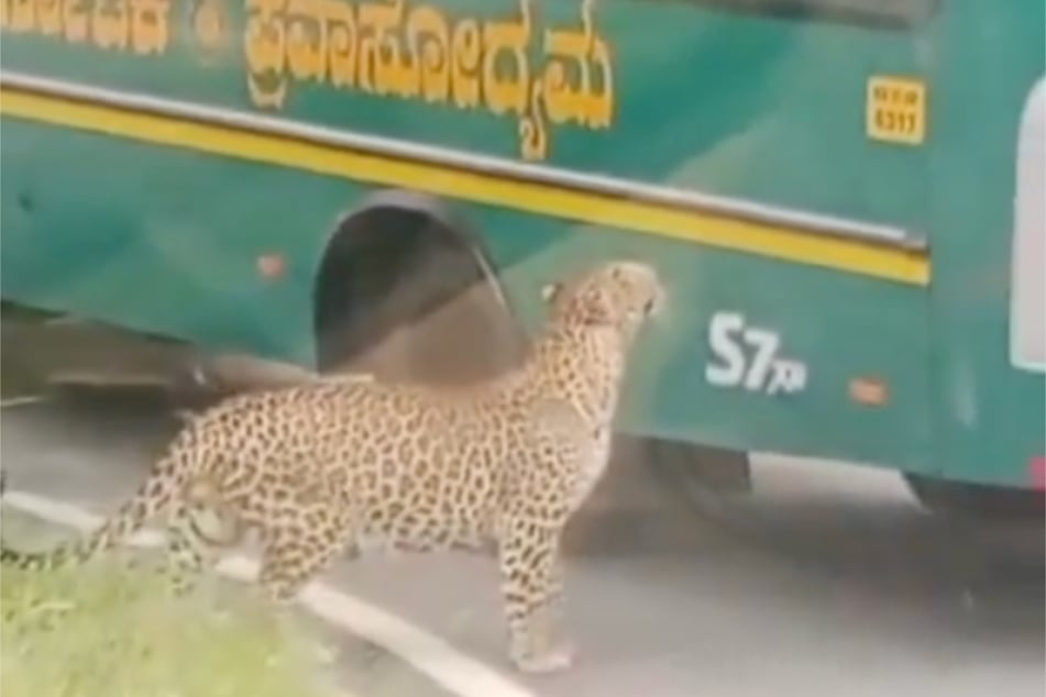 Wildes Tier in wilder Umgebung: Ein Leopard schielte zunächst neugierig auf die Safari-Passagiere im Bannerghatta-Nationalpark.