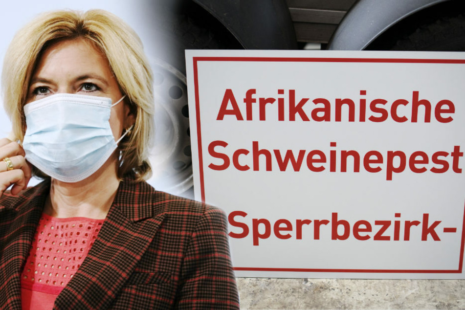 Bundesagrarministerin Julia Klöckner (47, CDU) gab am Donnerstag auf einer Pressekonferenz bekannt, dass sich der Verdacht auf die Afrikanische Schweinepest in Deutschland bestätigt hat.
