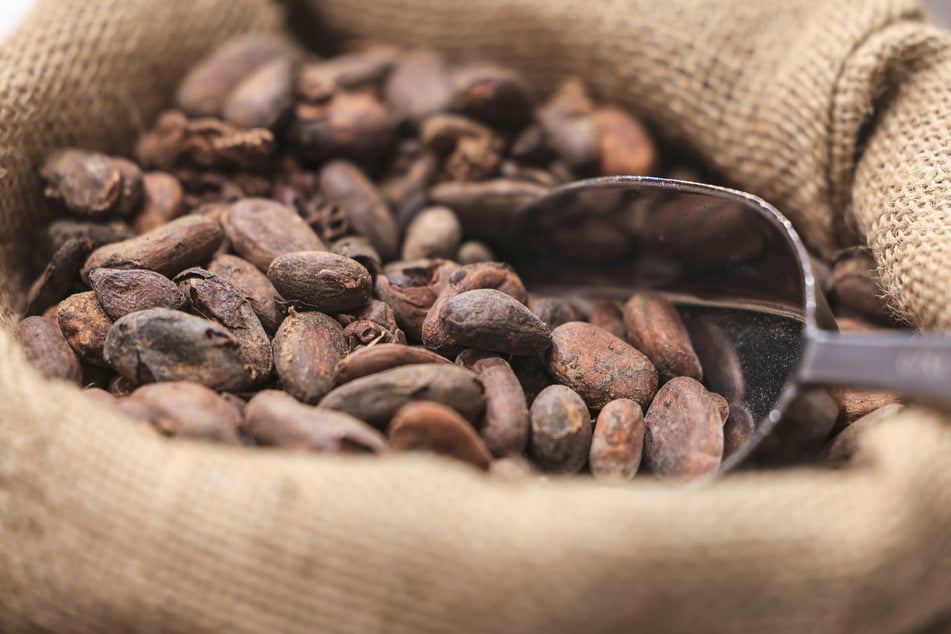Die Rohkakaopreise an den Börsen sind nach einer guten Ernte wieder stark gefallen. (Symbolfoto)