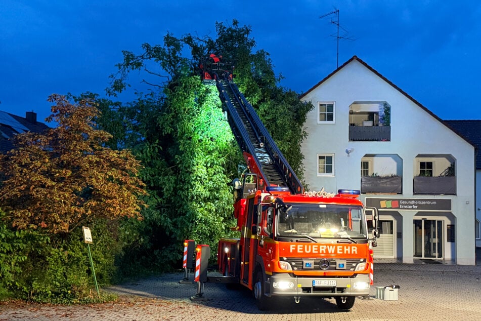 Einzelne Äste des Walnussbaums konnten über die Drehleiter entfernt werden.