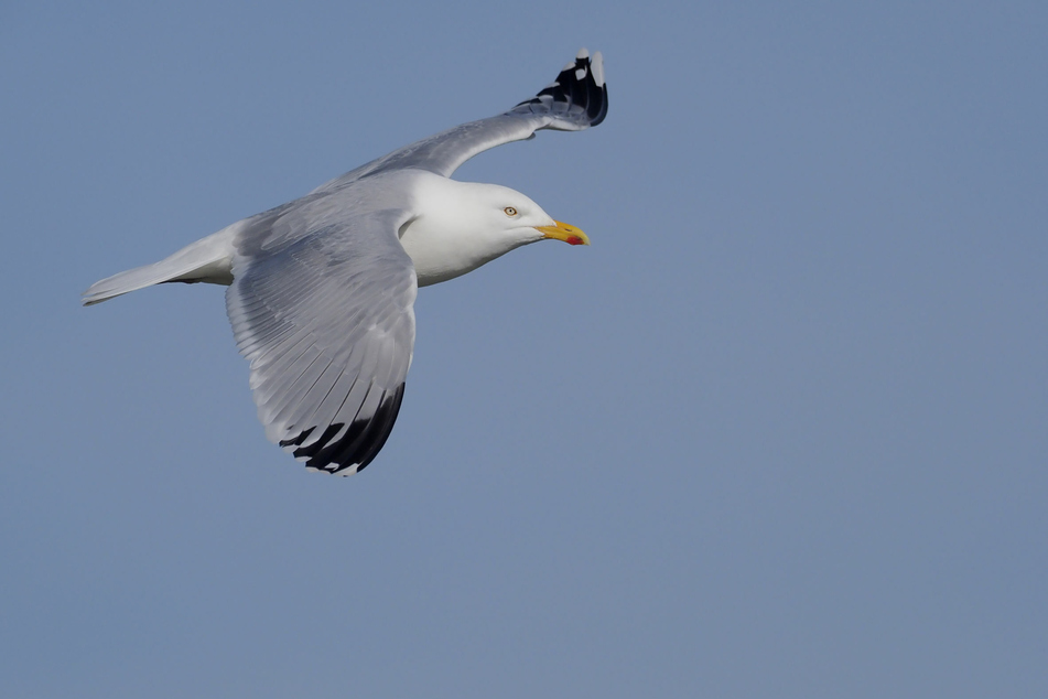 Mitte Juli verlässt der Möwennachwuchs erstmals sein Nest.