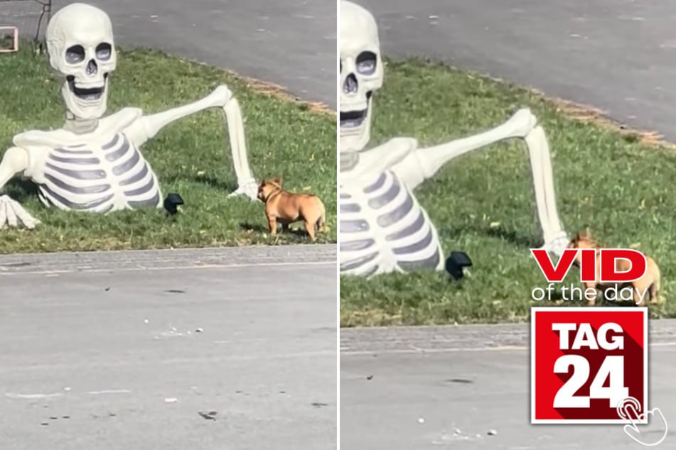 This French bulldog isn't scared of Halloween – he's ready to fight the skeleton apocalypse!