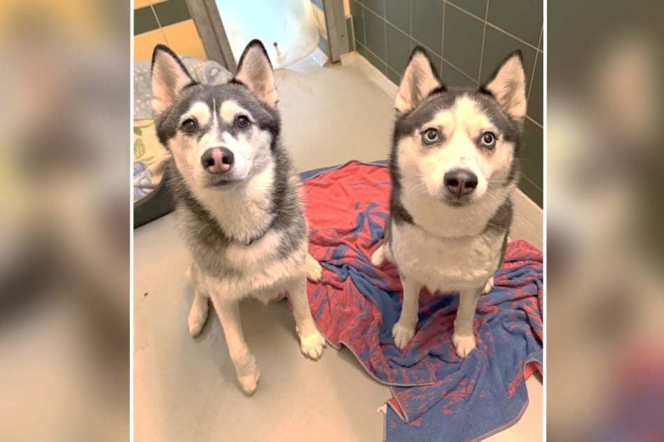 Los dos huskies se han hecho muy amigos en el refugio.