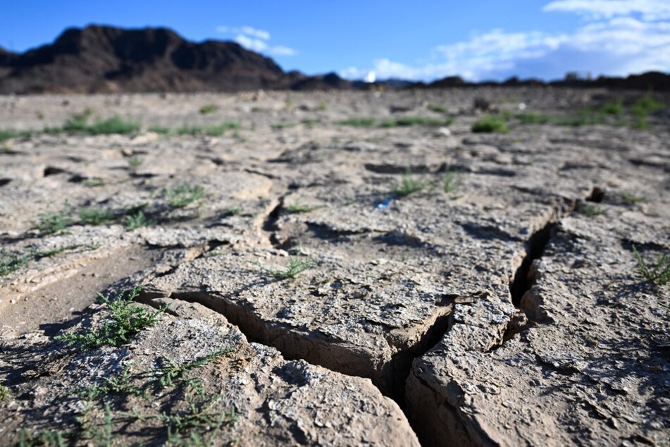 Plants grow from an exposed lakebed cracking and drying out during low water levels at Lake Mead due to the western drought.