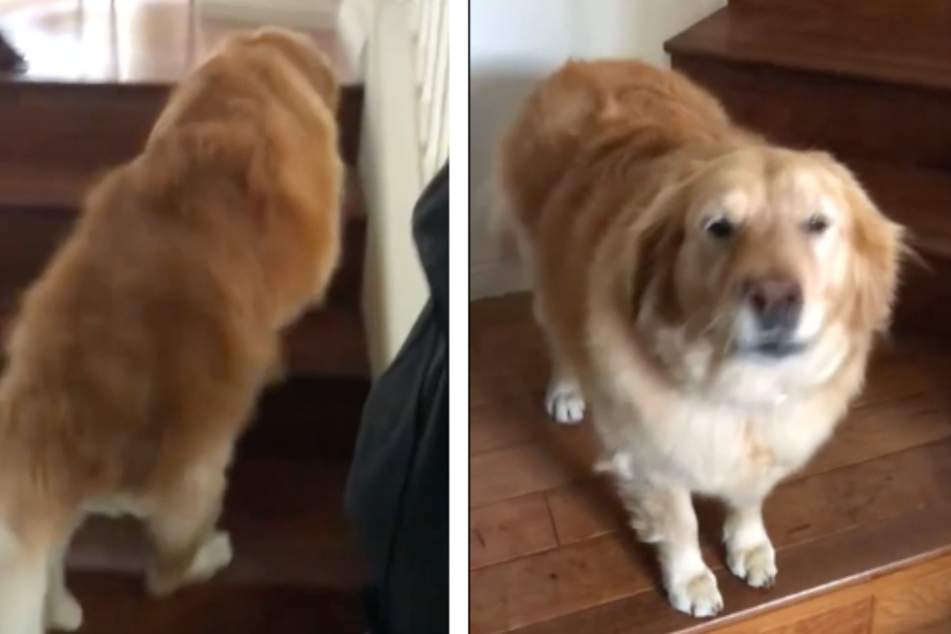 Der Golden Retriever jault und läuft die Treppe hoch, weil er sich so freut.